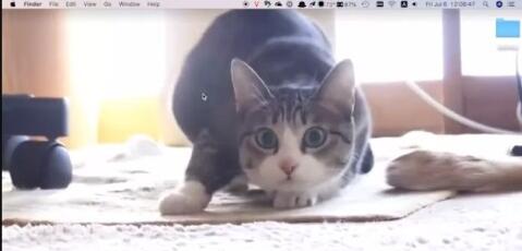 Vpings for mac(动态壁纸软件)V1.2.0.2 苹果电脑版